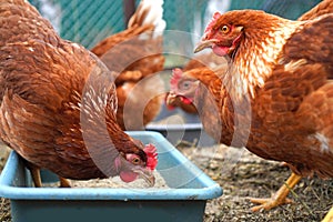 ÃÂ¡hicken hens eat corn. photo